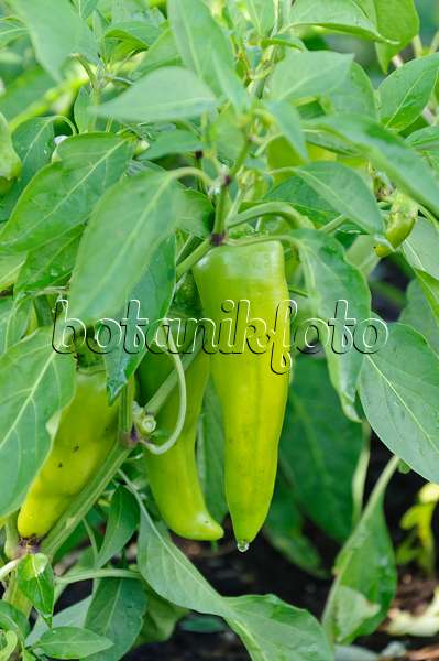 487280 - Sweet pepper (Capsicum annuum 'Feher')