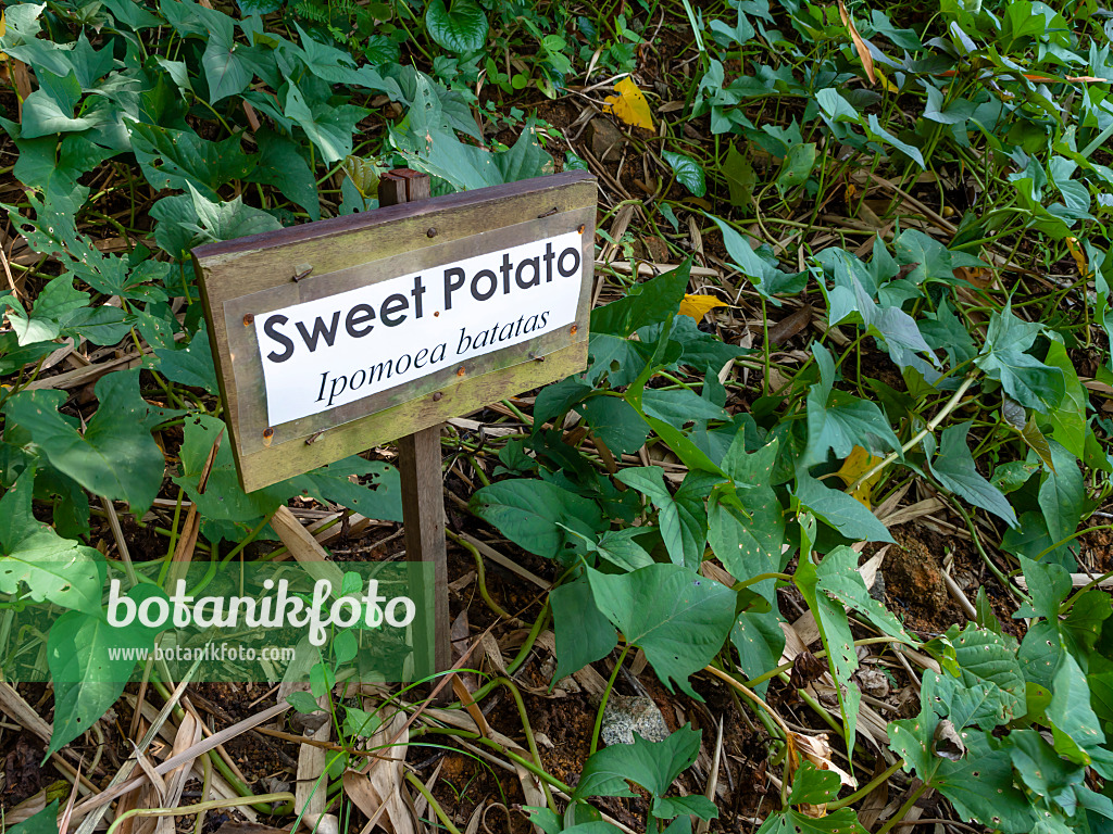 434184 - Sweet potato (Ipomoea batatas)