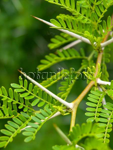 429120 - Sweet thorn (Acacia karroo)
