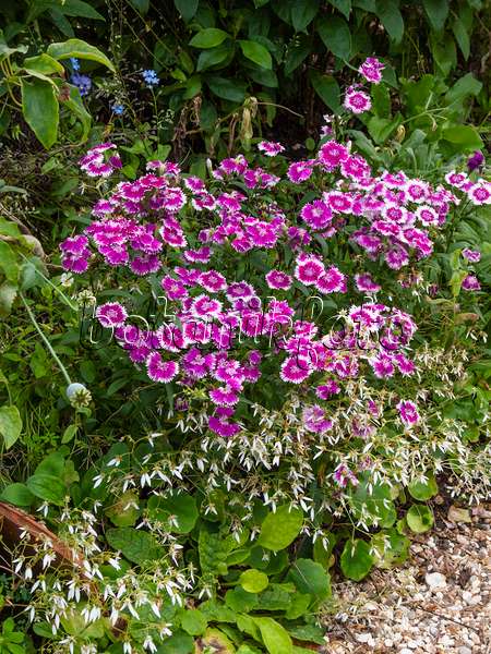 402170 - Sweet William (Dianthus barbatus)