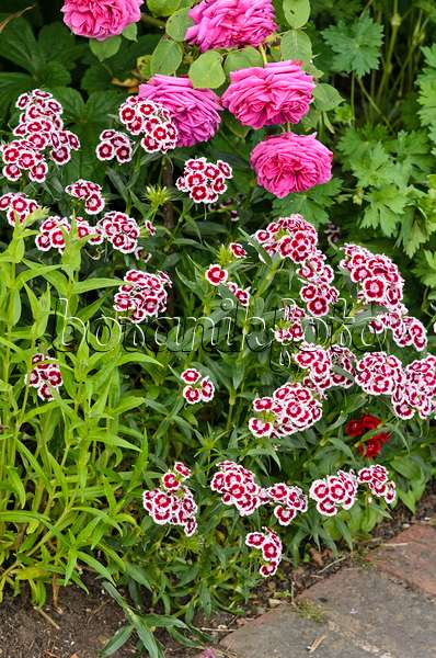 533291 - Sweet William (Dianthus barbatus) and roses (Rosa)