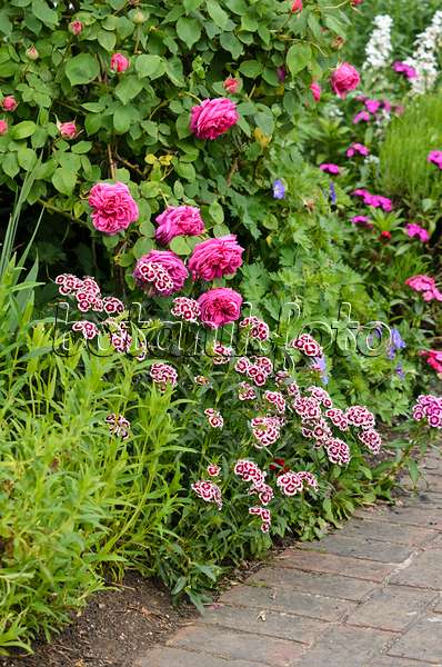 533292 - Sweet William (Dianthus barbatus) and roses (Rosa)
