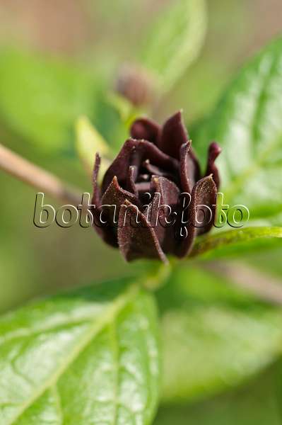 471279 - Sweetshrub (Calycanthus floridus)