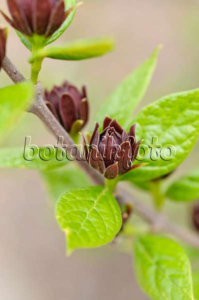 484069 - Sweetshrub (Calycanthus floridus)