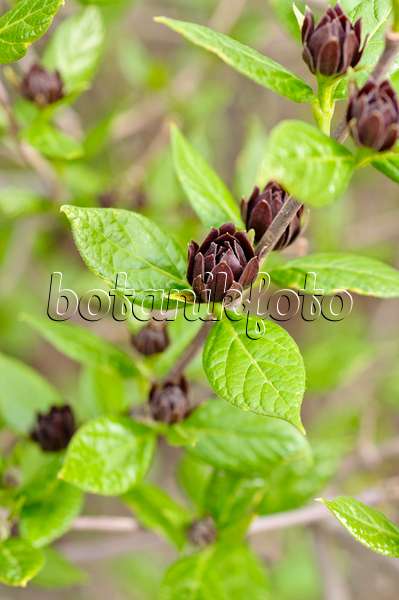 484070 - Sweetshrub (Calycanthus floridus)