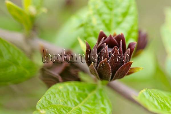 484071 - Sweetshrub (Calycanthus floridus)