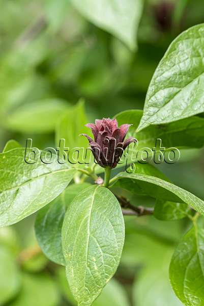 651133 - Sweetshrub (Calycanthus floridus)