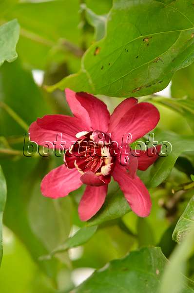 570064 - Sweetshrub (Calycanthus floridus 'Aphrodite')