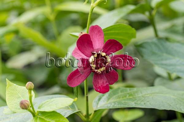 616174 - Sweetshrub (Calycanthus floridus 'Aphrodite')