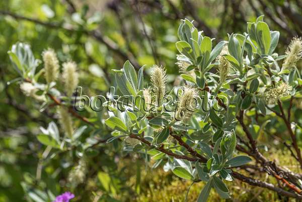 638333 - Swiss willow (Salix helvetica)
