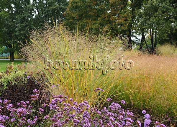 535414 - Switch grass (Panicum virgatum 'Cloud Nine') and purpletop vervain (Verbena bonariensis)