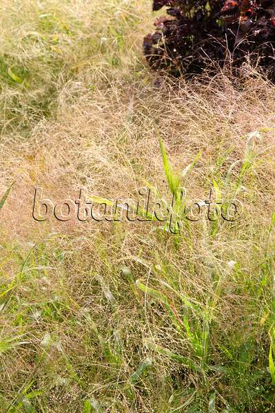 488114 - Switch grass (Panicum virgatum 'Gold Fountain')