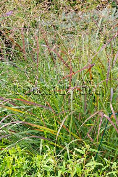 488081 - Switch grass (Panicum virgatum 'Rotstrahlbusch')