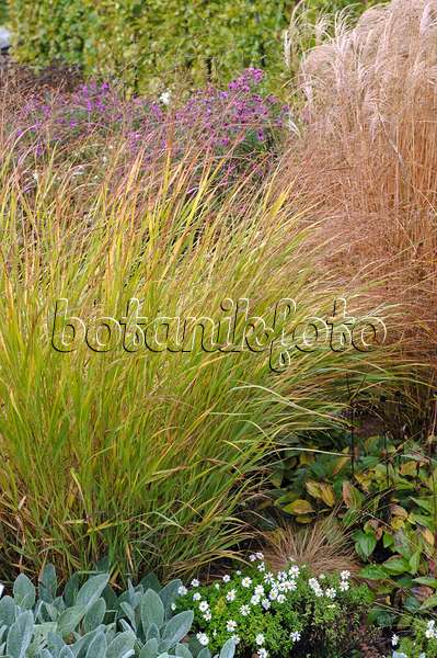 517460 - Switch grass (Panicum virgatum 'Shenandoah')