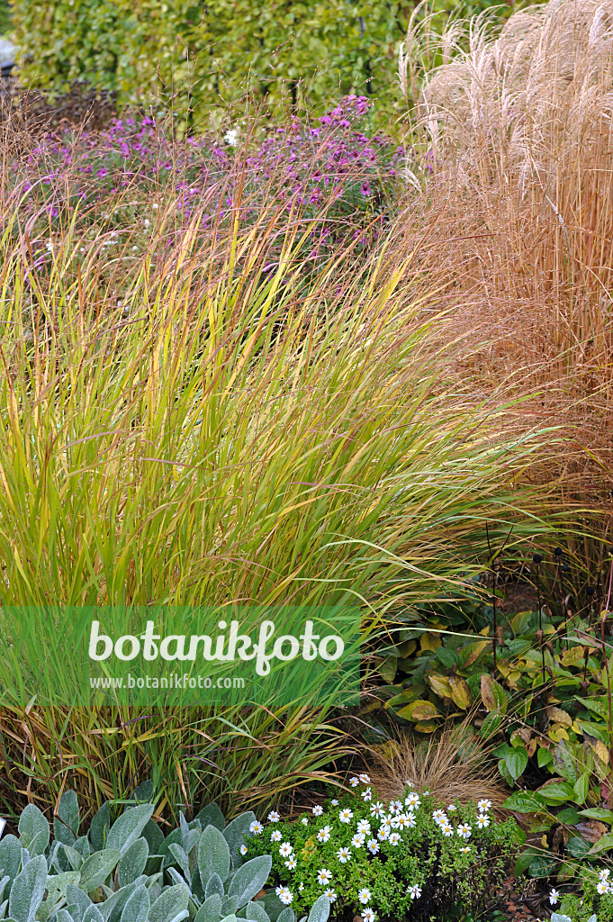 517460 - Switch grass (Panicum virgatum 'Shenandoah')