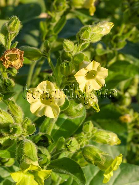 403001 - Tabac de jardin (Nicotiana rustica)