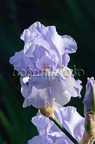 472185 - Tall bearded iris (Iris barbata elatior 'Blue Saphire')