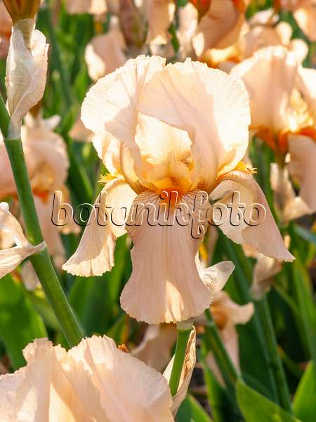 460122 - Tall bearded iris (Iris barbata elatior 'Cherie')