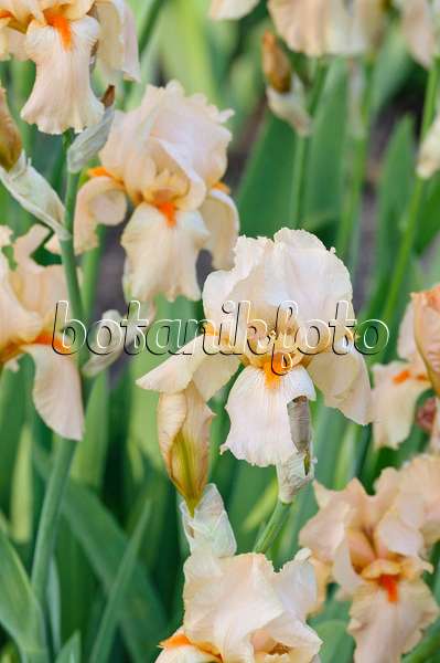 472197 - Tall bearded iris (Iris barbata elatior 'Cherie')