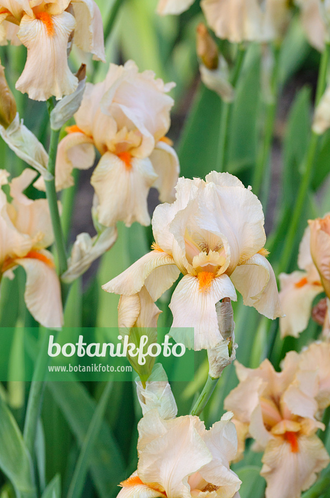 472197 - Tall bearded iris (Iris barbata elatior 'Cherie')