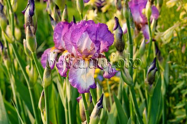 484266 - Tall bearded iris (Iris barbata elatior 'Cool Comfort')
