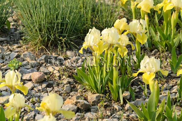 495367 - Tall bearded iris (Iris barbata media 'Sonnentrude')