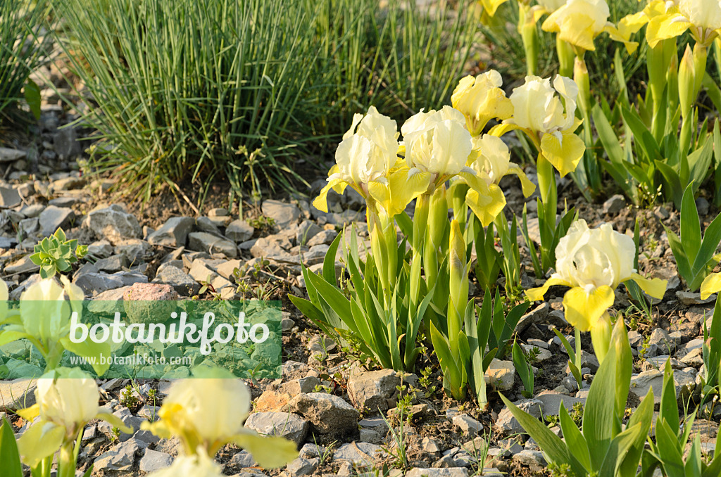 495367 - Tall bearded iris (Iris barbata media 'Sonnentrude')