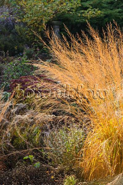 478024 - Tall moor grass (Molinia arundinacea 'Transparent')