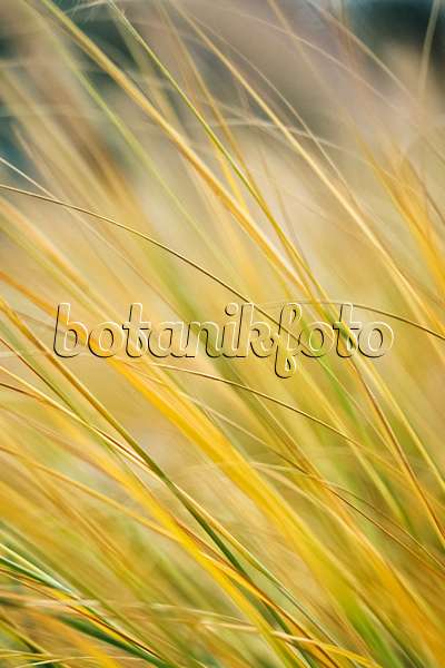 395071 - Tall moor grass (Molinia arundinacea 'Windspiel')