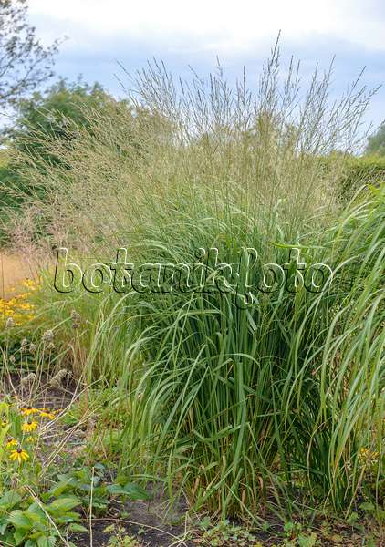 547209 - Tall moor grass (Molinia arundinacea 'Windspiel')