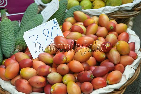 517285 - Tamarillo (Solanum betaceum syn. Cyphomandra betacea)