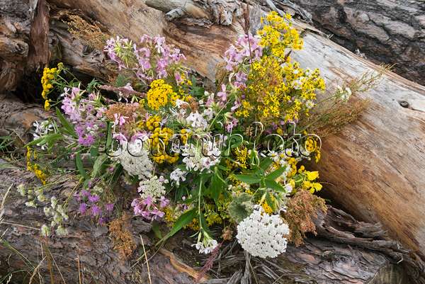558333 - Tanaisie commune (Tanacetum vulgare), marguerite commune (Leucanthemum vulgare) et saponaire officinale (Saponaria officinalis) dans un bouquet de fleurs
