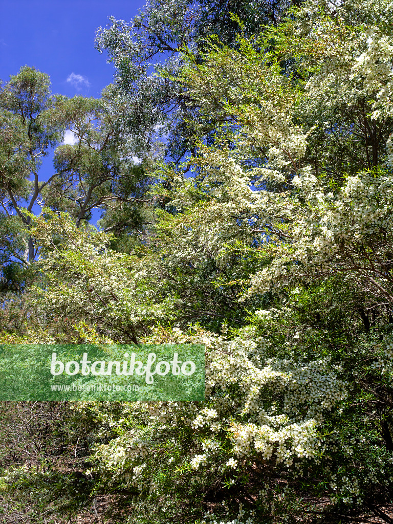 455315 - Tantoon (Leptospermum polygalifolium)