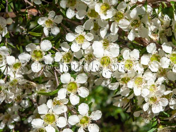 455316 - Tantoon (Leptospermum polygalifolium)