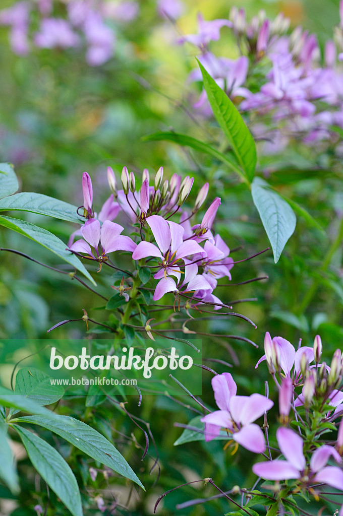 475119 - Tarenaya hassleriana 'Señorita Rosalita' syn. Cleome hassleriana 'Señorita Rosalita'