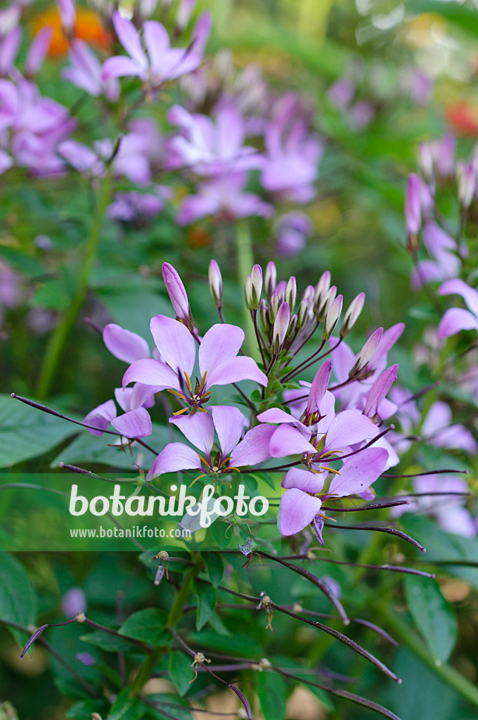 475120 - Tarenaya hassleriana 'Señorita Rosalita' syn. Cleome hassleriana 'Señorita Rosalita'