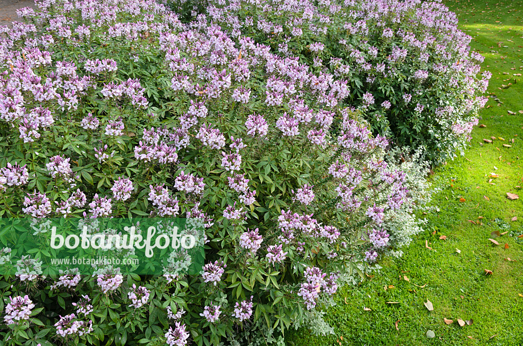 525052 - Tarenaya hassleriana 'Señorita Rosalita' syn. Cleome hassleriana 'Señorita Rosalita'