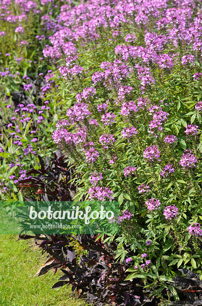 536114 - Tarenaya hassleriana 'Señorita Rosalita' syn. Cleome hassleriana 'Señorita Rosalita'