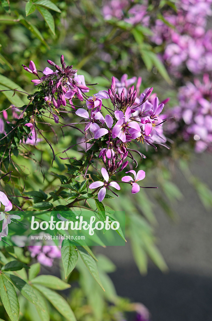 548035 - Tarenaya hassleriana 'Señorita Rosalita' syn. Cleome hassleriana 'Señorita Rosalita'