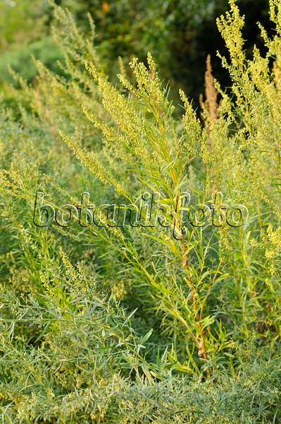 475162 - Tarragon (Artemisia dracunculus)