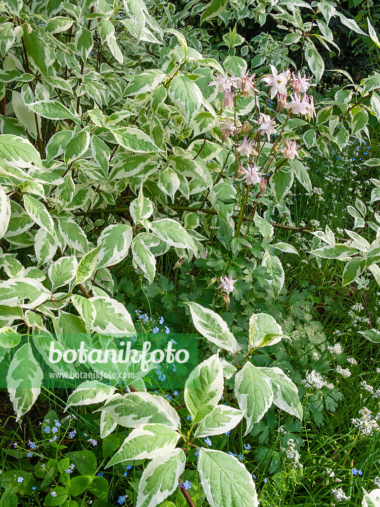 401250 - Tartarian dogwood (Cornus alba 'Argenteomarginata') and columbine (Aquilegia)