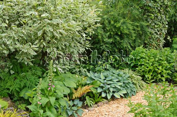 473099 - Tartarian dogwood (Cornus alba), common foxglove (Digitalis purpurea) and plantain lily (Hosta)