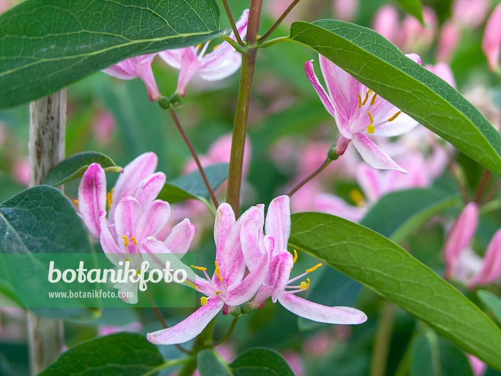 437367 - Tartarian honeysuckle (Lonicera tatarica 'Lutea')