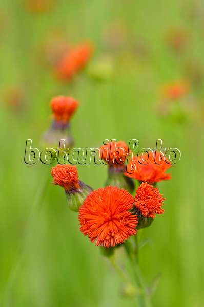 498196 - Tassel flower (Emilia coccinea)