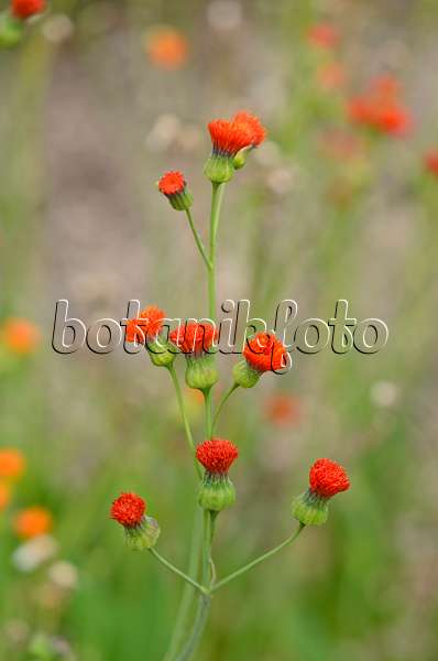 597036 - Tassel flower (Emilia coccinea)