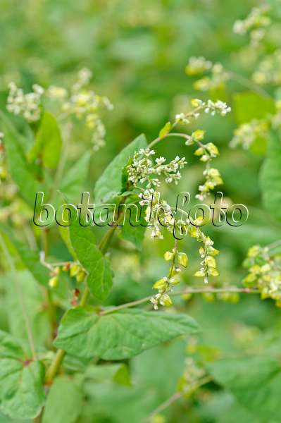 475013 - Tatary buckwheat (Fagopyrum tataricum)