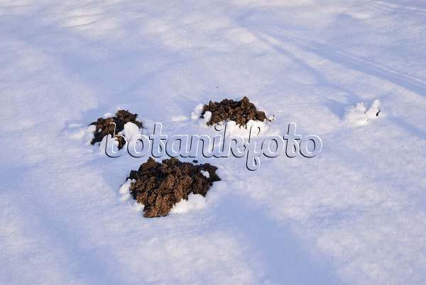518069 - Taupinières fraîches dans la neige avec de longues ombres dans la lumière du matin