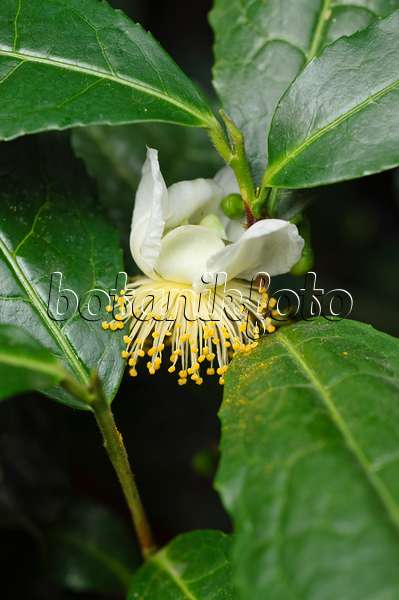476254 - Tea plant (Camellia sinensis)