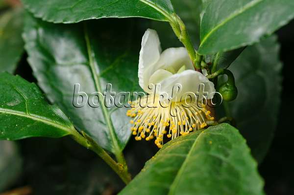 476255 - Tea plant (Camellia sinensis)