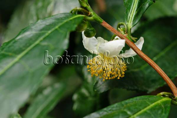 476256 - Tea plant (Camellia sinensis)